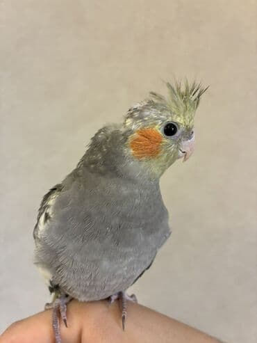 Audi: Nimfa (Cockatiel) – əl öyrəşmiş, sakit və mehriban xasiyyətli ev quşu — 3