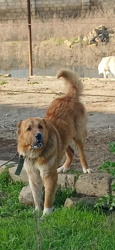 sivas kangal kanqal iti: Qurdbasar, 2 il, Erkek, Peyvəndli — 7