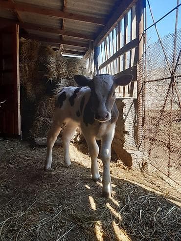 meymunlarin qiymeti: Birinci qarin ağ kiprik ivanovka balasi erkeydi 14 lt sud verir goy — 2