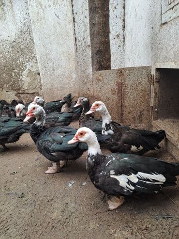 ordek balasi nece gune cixir: Muscovy (indoduk) ördəkləri – qarışıq rənglərdə sürü - Rənglər — 2
