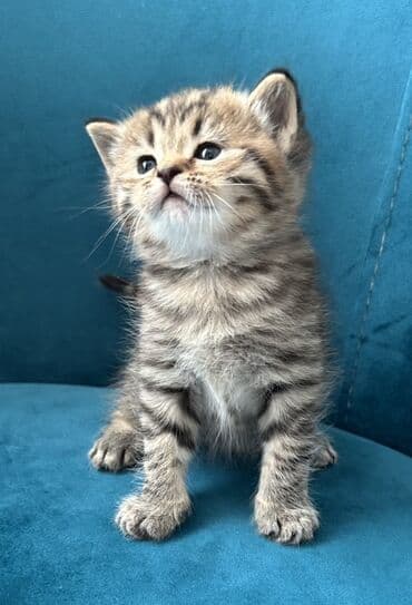 Птицы: Британская, Самовывоз — 7