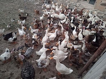pitbul satışı: Satışda – qarışıq cins ördəklər sürüsü. Məhsulun təsviri: - Böyük — 1