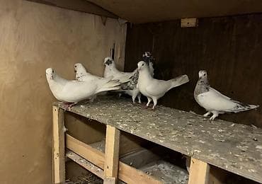 Собаки: Satılır: ev göyərçinləri (ağ və ağ-ala rənglərdə) - Növlər: ev/poçt — 1