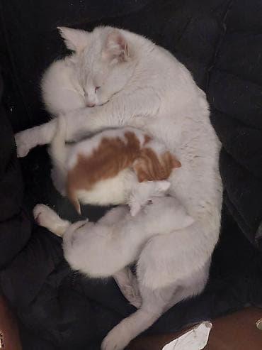 tuklu pisikler: Yaxşı əllərə — 2