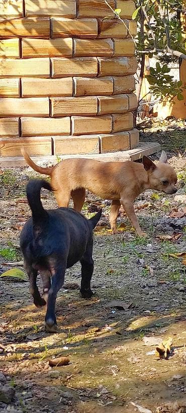 kreditle heyvan satisi: Çixuahua — 5