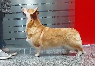 Akvarium aksessuar və ləvazimatları: Korgi — 4