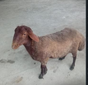 Digər kənd təsərrüfatı heyvanları: Erkəkdi — 1