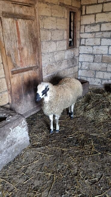 Qoyun. Toğlu Bu toğlu Dizi gözü qara sağlam damazliqa yararli sakit ev — 5