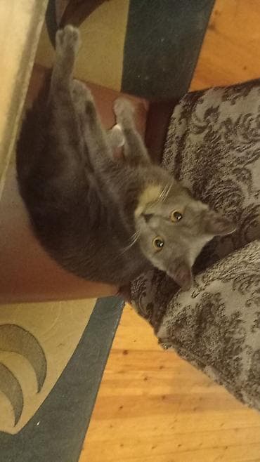 şinşila pişik: Britan, Dişi, Yaxşı əllərə, Pulsuz çatdırılma, Ödənişli çatdırılma — 4