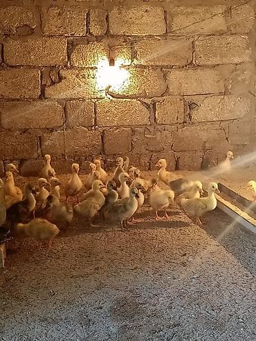 Qaz balaları – təsərrüfat üçün linda kuban
30 ededdir 12 gunniydiler — 2