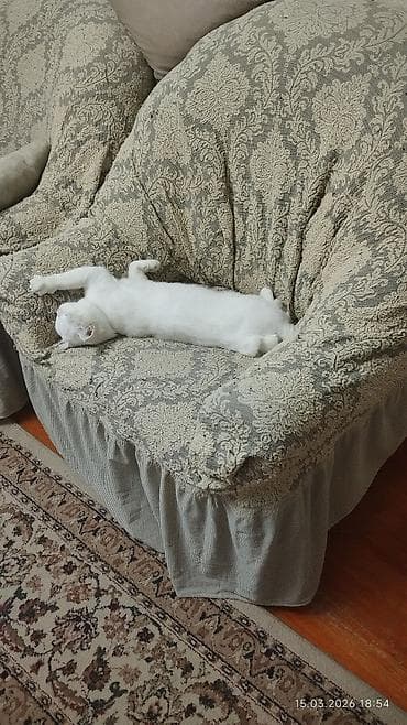 Erkək, Yaxşı əllərə, Pulsuz çatdırılma