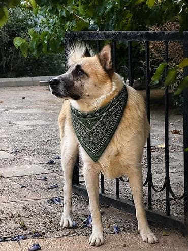 Heyvan satilir vaklinləri hamisi olub qəşəng ağilli itdi isdiyən