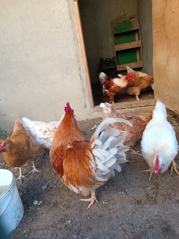 ordek yumurtası: Toyuq, Yumurtalıq — 1