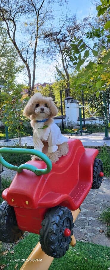 kanqal balası: 2 ay, Erkek, Peyvəndli, Ünvandan götürmə — 9