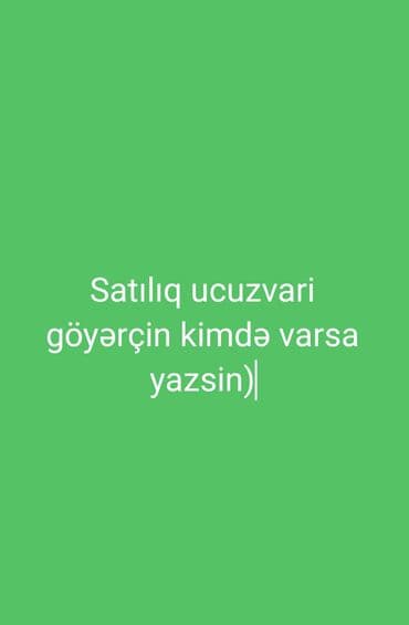 Ucuzvari göyərçin satılır. Xüsusiyyətlər: - Uçuşa meylli, çevik və