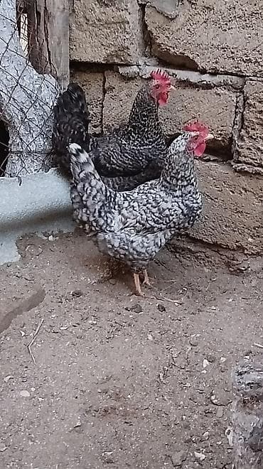 qus: Toyuq, Australorp, Damazlıq, Ünvandan götürmə — 10