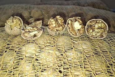 Turşular: Yaxşı Rastov qozu var. Keyfiyyətli məhsuldur. 15-16 kiloluq — 2