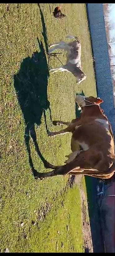 inək satılır: Təmiz qan smental inək. 3cübalasidir — 2