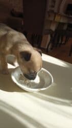 pitbul balası: Pitbul, 2 ay, Dişi, Peyvəndli, Ünvandan götürmə — 2