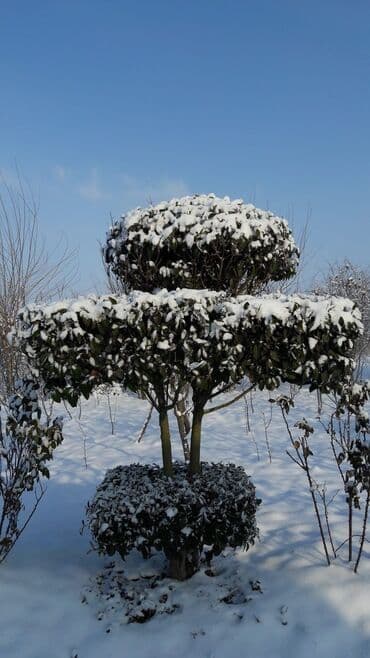 gül toxum satışı: Şitillər — 1
