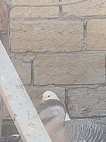 хаски цена в баку: Курица, Для мяса, Самовывоз — 8