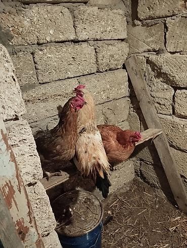 Inəklər, öküzlər: Toyuq, Yumurtalıq — 1