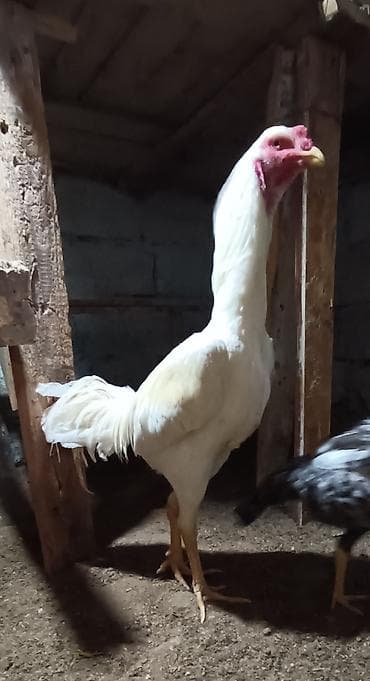 Cücələr: Xoruz, Heyratı, il: 1, Ünvandan götürmə — 5