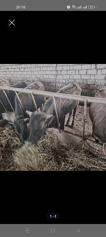 Ferma işi axtariram aileliyem iri buynuzlu heyvana baxiram boş boş