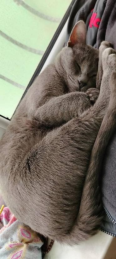 Pişiklər: Erkək Rus mavisi pisiyidir. Dişi qulağı salaq pişikle cutlesdirmek — 3