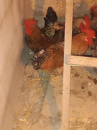 heyet it: Məhsul: Yerli xoruz və toyuqlar (qarışıq rənglər) Ancaq damazliq etlik — 1