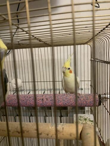 Korella erkek.
7 ayliqdi.Cox feal quwdur.Oynuyandir