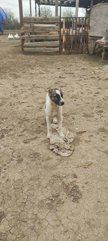 4 ay, Erkek, Ünvandan götürmə lalafo.az -da 4 ay, Erkek, Ünvandan götürmə