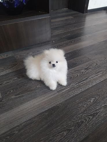 mini spitz: Şpitz, 2 ay, Dişi, Peyvəndli — 2