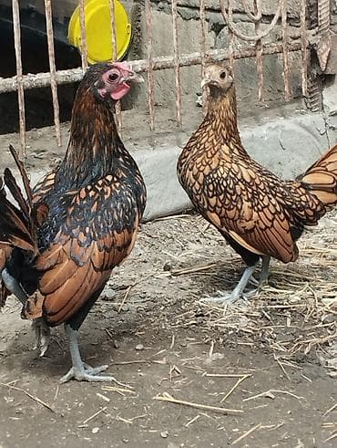 heyvan hekimi: Dovşanlar Erkey dişi cütü 20 aze ünvan salyan Şirvan ada göndərməyə — 4