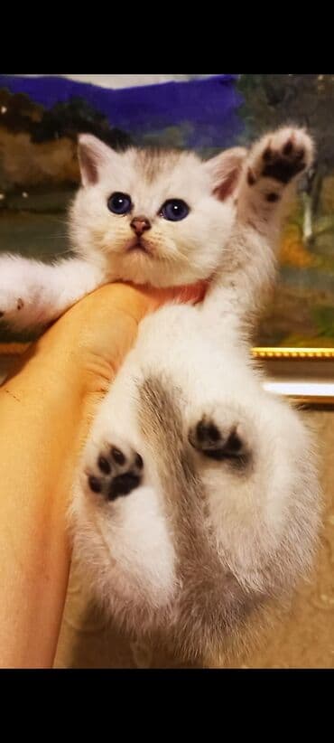 balaca ağ itlər: Britan, Erkək, Ünvandan götürmə — 2