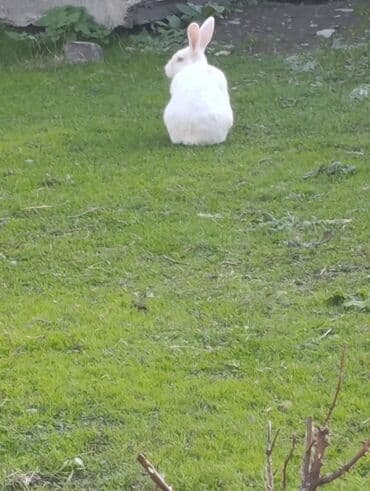 cins inekler: Salam.dovşanların qıymeti 13azn qöyerçınlerın biri 7azn. Barter var — 3