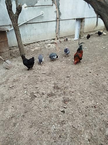 firəng toyuğu: Toyuq, Damazlıq — 4