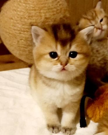 Pişiklər: Britan, Erkək, Yaxşı əllərə, Ünvandan götürmə — 4