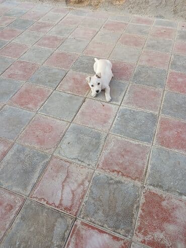 Heyvanlar üçün mallar: Balaca, krem rəngli it balası Xüsusiyyətlər: - Ağımtıl/krem rəngli — 4