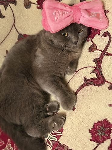 pişik yuvasi: Pulsuzz! Bala garshiliginda cutleshmee — 2