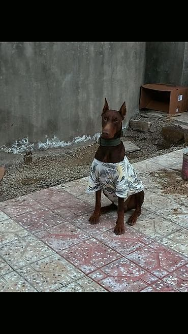 Doberman, 1 il, Erkek, Peyvəndli, Ünvandan götürmə