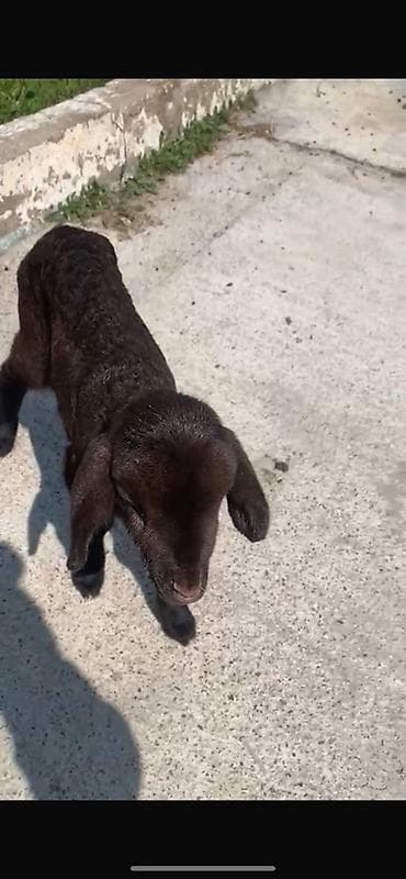 quzu satan: Qara quzu - Cins: Qoyun/quzu (tam qara rəngli) - Xüsusiyyətlər — 2