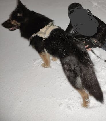 çoban iti satılır: Alman çoban iti, 1 il, Erkek, Peyvəndli, Ünvandan götürmə — 4