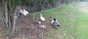 электрическая машинка для стрижки овец: Satılır kim istəsə zakaz edə bilər.Ünvan Biləsuvar — 8