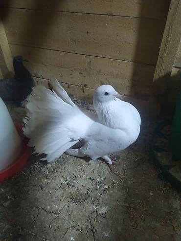 it bazarı bakı: Göyərçin pavlin — 2