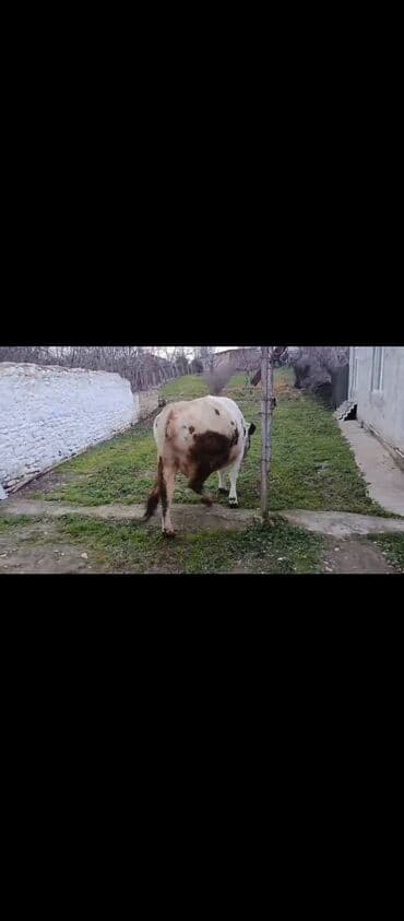 inek yemleri: Satılir 3 balanı doğacaq quzu kimi inəydi dogmaqina 15 gün qalib 15 — 5