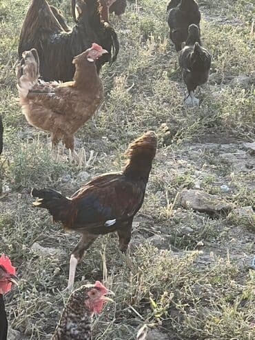 cücə və xoruz: Toyuq, Australorp, Brama, Damazlıq, Ünvandan götürmə — 16