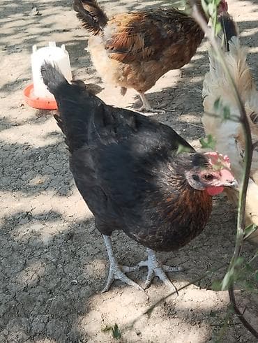 cex quşlar: 1 fere hinduşka 2 dene toyuq satılır Tam sağlamdilar toyuqlar — 5