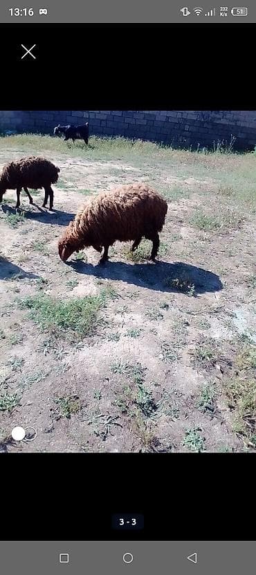 qoyun: Qurbanlıq quzular istəyən olsa əlaqə saxlasın diri çəki 10 manatdan — 1