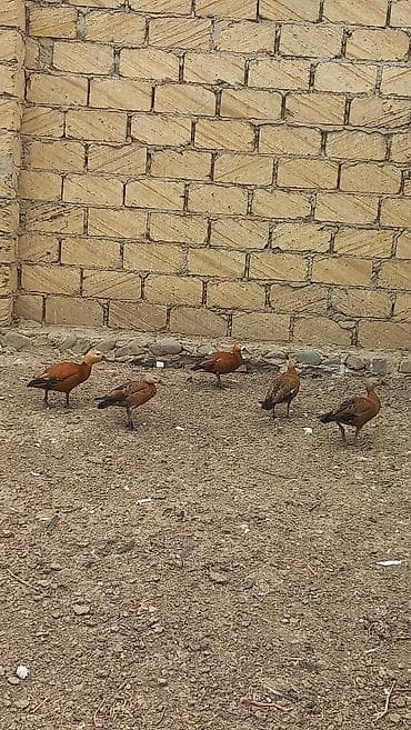 Ruddy shelduck (Tadorna ferruginea) – dekorativ su quşları - Rəng — 3